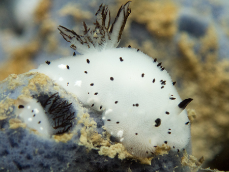 Cute Nudibranchs in thailandの写真素材