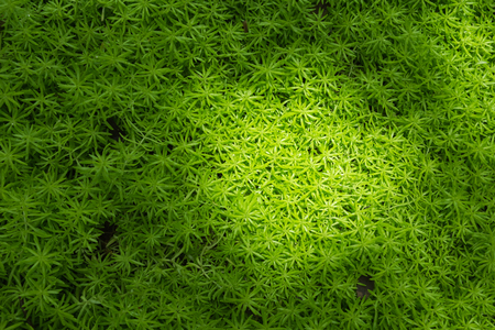 Green leaf wall blackground,Green leaf background, Green nature blackground,Have sunlight on leafの写真素材