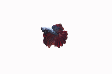 Red blue Siamese fighting fish on isolated background with clipping pathの写真素材