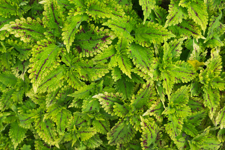 Green leafs foliage full frame texture background vine garden wallの写真素材