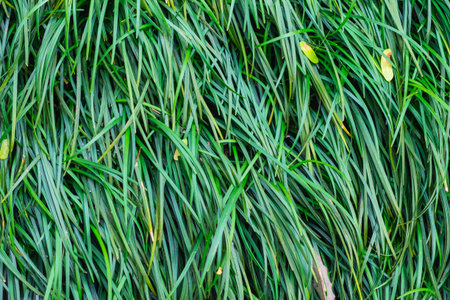 Background of a green long grass, Natural texture
