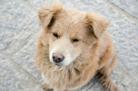 Close up of mixed breed dog on rock roadの写真素材