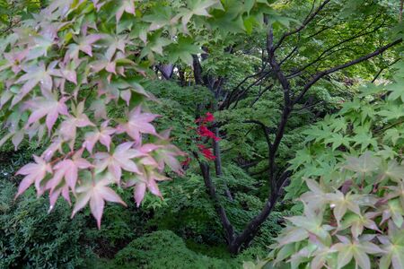 The peaceful and beautiful suburb of Japan After the epidemic of COVID-19 or the corona virusの写真素材