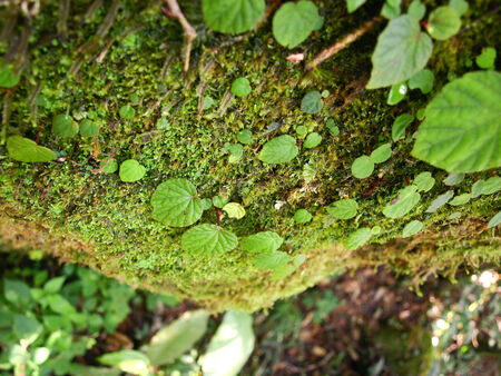 moss on treeの写真素材