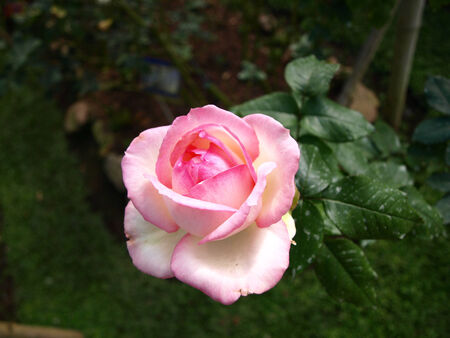 Pink Roseの写真素材