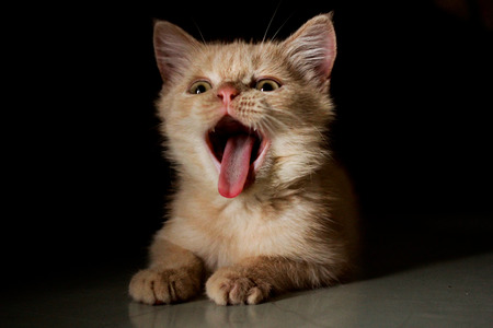 Kitten are yawningの写真素材