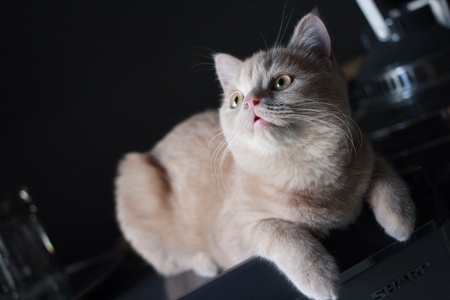 Cute kittenの素材