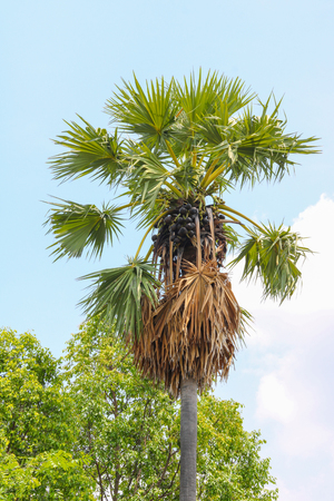 sugar palm tree on blue sky backgroundの写真素材