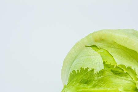 Lettuceの写真素材