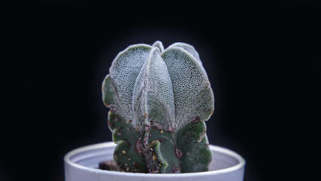 cactusの写真素材