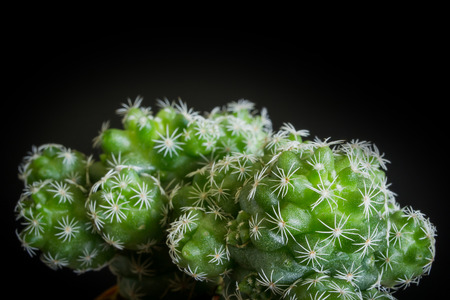 Cactus in the plant desert tree for decorationの写真素材