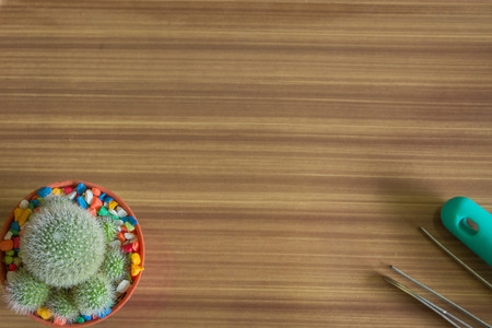 Cactus in the plant desert tree for decorationの写真素材