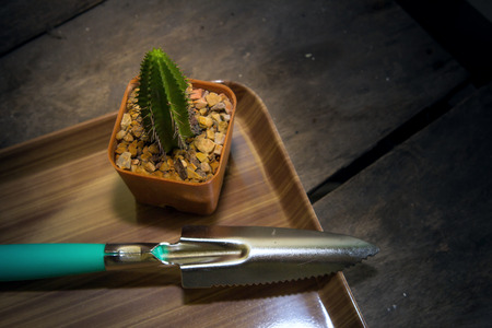 Cactus in the plant desert tree for decorationの写真素材