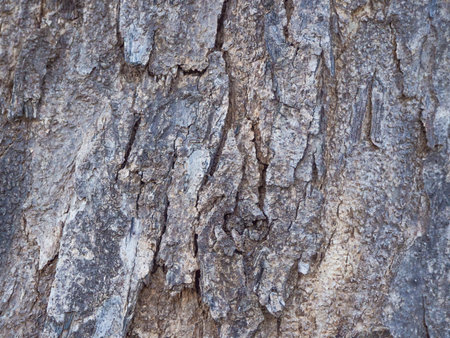 Bark texture closeup for background idea