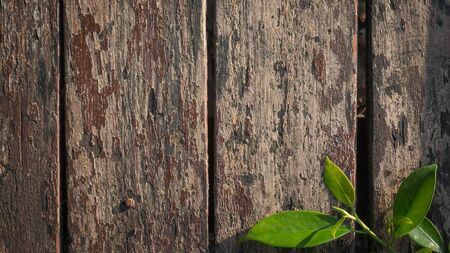 wood on tableの写真素材
