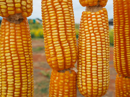 The Corn in farm for make a foodの写真素材