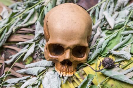 skull in the forestの写真素材