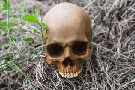 skull in the forestの写真素材