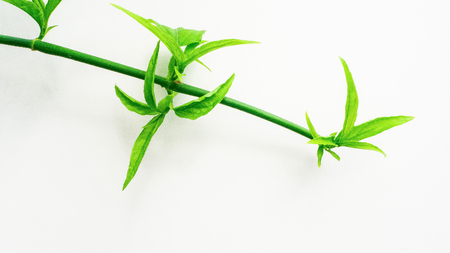 Green leaf on white background close upの写真素材