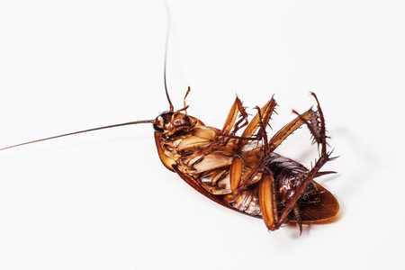 Cockroach brown background and whiteの写真素材