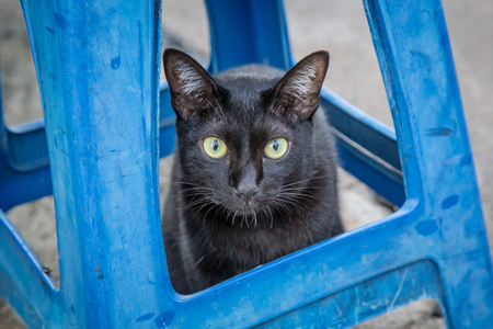 black cat under the blue chairの写真素材