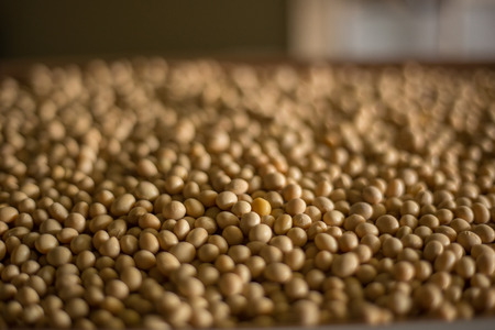 The  soy beans  close up imageの写真素材
