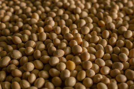 The  soy beans  close up imageの写真素材
