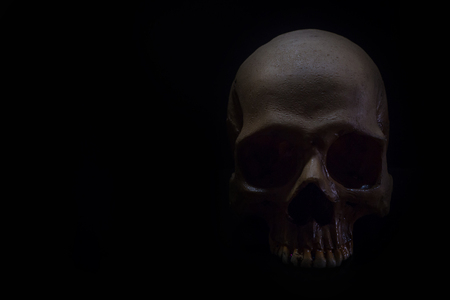Still life of skull in to the  dark backgroundの写真素材