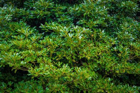 The green leaf in forest from Japan ,Abstract Background.の写真素材