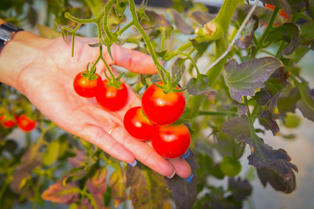 The tomato fresh in farm image close up.の写真素材