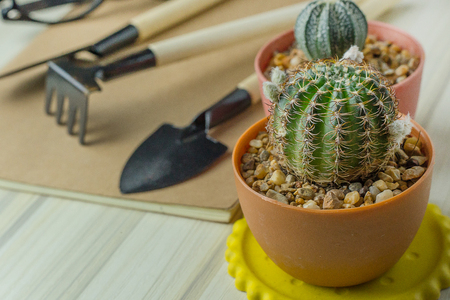 cactus on white wood table flat lay image close up .の写真素材
