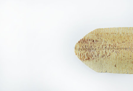 The cuttlefish rolled  sea food close up  image.