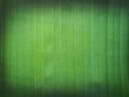 Banana leaf close up image for background.の写真素材