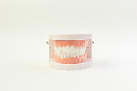 Tooth model on white background for dental content.の写真素材