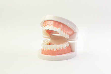 Tooth model on white background for dental content.