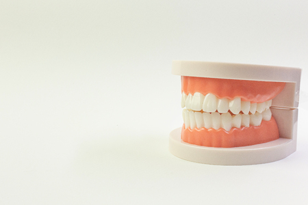 Tooth model on white background for dental content.の写真素材