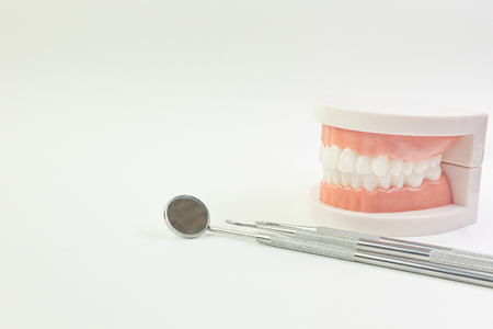 Tooth model on white background for dental content.の写真素材