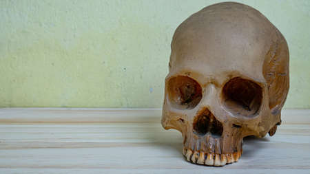 The human skull on wood table for sci or medical content.の写真素材
