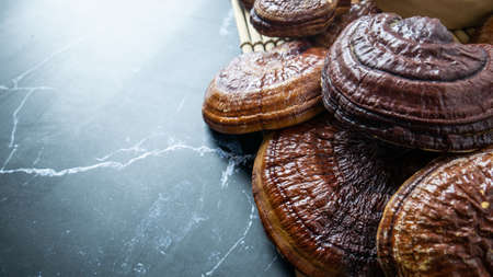 lingzhi mushroom image close up for alternative medicine or medical and health  concept.の写真素材