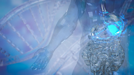 Viscera in clear body for medical or sci concept 3d rendering