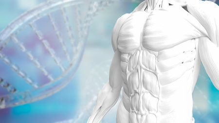 white muscle model on Dna background for sci or health and medical concept 3d renderingの写真素材