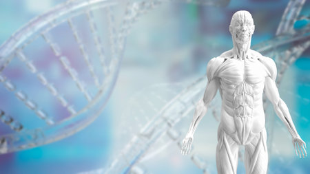 white muscle model on Dna background for sci or health and medical concept 3d renderingの写真素材