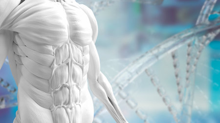 white muscle model on Dna background for sci or health and medical concept 3d renderingの写真素材