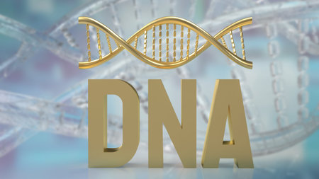 DNA is organized into structures called chromosomes, which are located in the nucleus of cells....