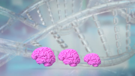 The brain is a complex and highly organized organ that serves as the command center of the nervous system in most animals, including humans.の写真素材
