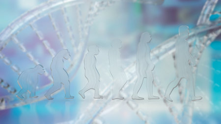 Human evolution is the process by which the human species image