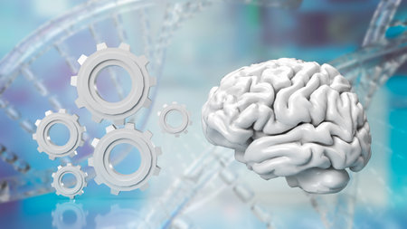 The brain is a complex and essential organ that serves as the control center of the nervous system in most animals, including humans. It plays a critical role in processing information.の写真素材