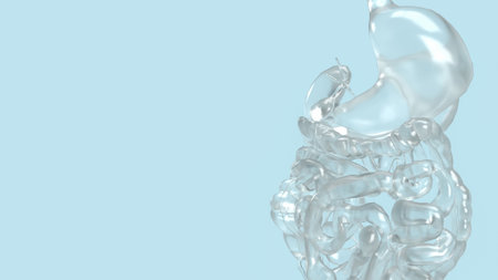 Human viscera on blue background for health or sci conceptの写真素材