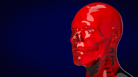 Human and skull for education or sci concept 3d rendering.の写真素材