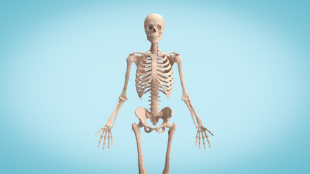 skull for education or sci concept 3d rendering.